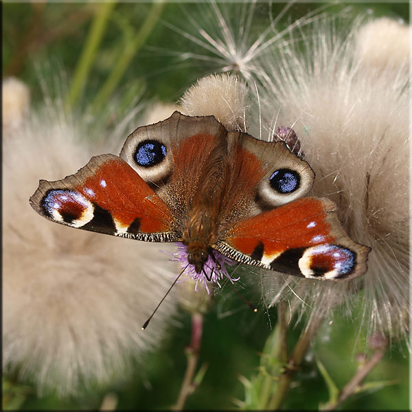 2009_schmetterlinge 0019.jpg - Tagpfauenauge (Schmetterling des Jahres 2009)